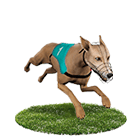 百家樂排名娛樂城白金賽狗